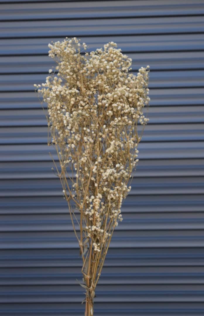 Bouquet de fleurs séchées vert